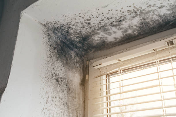 Affordable Mold Cleanup solutions in Ephrata, PA